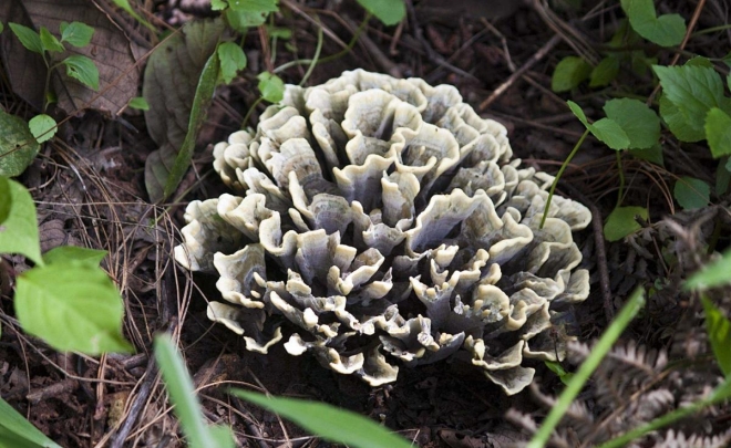 Maitake Mushroom Powder/Extract