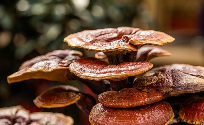 Reishi Powder/Extract