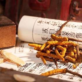 Cordyceps Powder/Extract