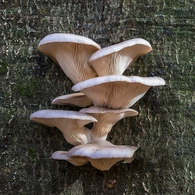 Oyster Mushroom Powder/Extract