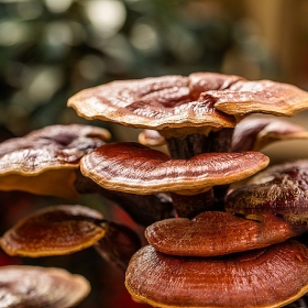 Reishi Powder/Extract