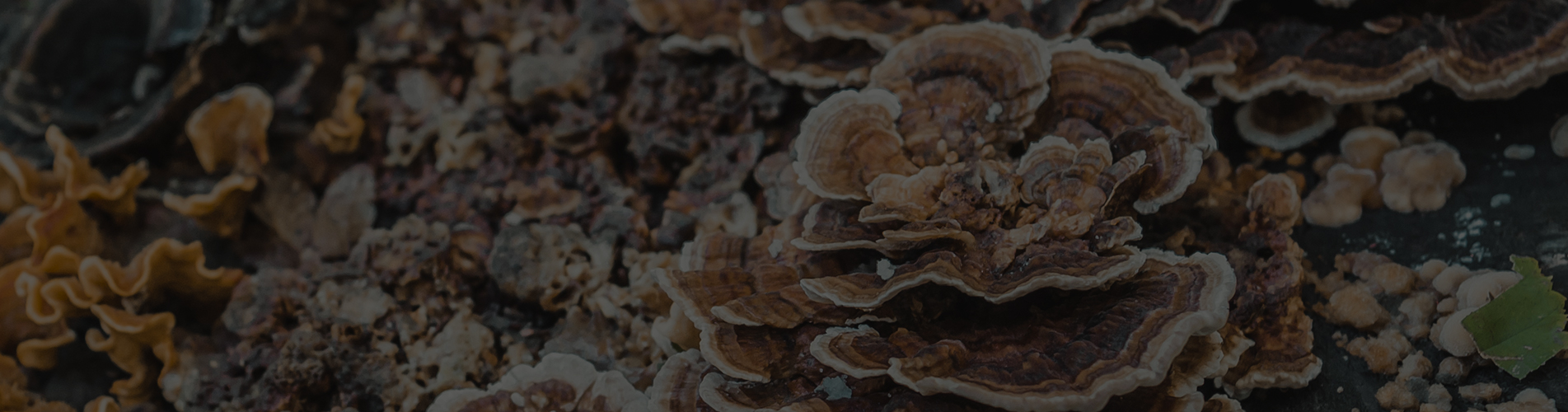Turkey Tail (Coriolus versicolor)