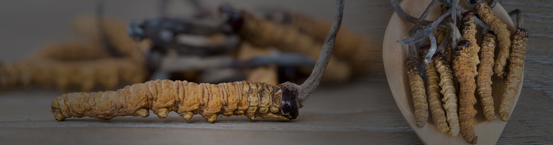 Cordyceps