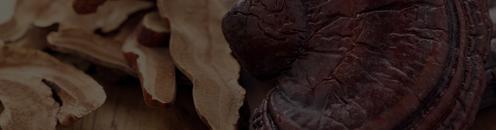 Reishi (Ganoderma lucidum)
